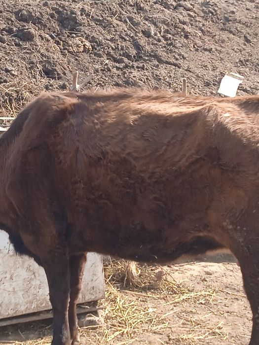 Сиыр сатылады қысыр