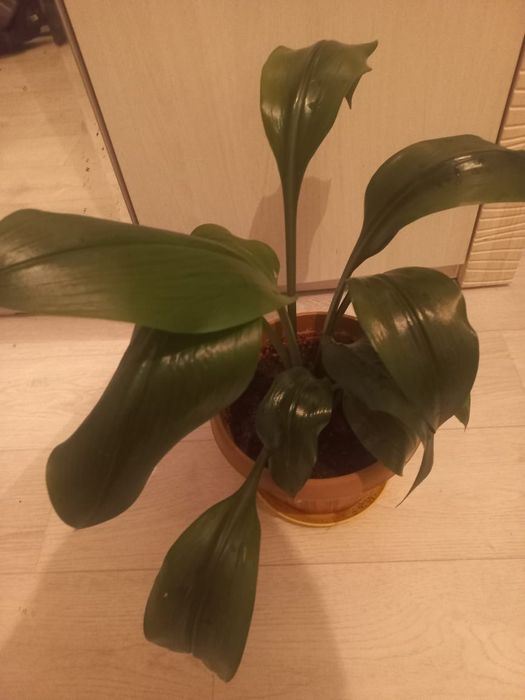 Цветы комнатные  красивые