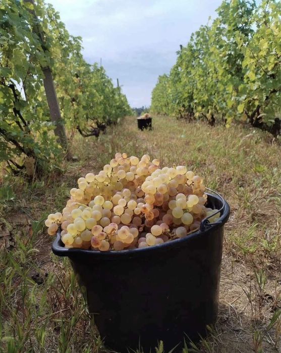 Struguri de vin producator