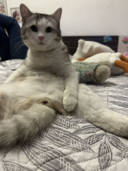 Отдам кота в добрые руки .