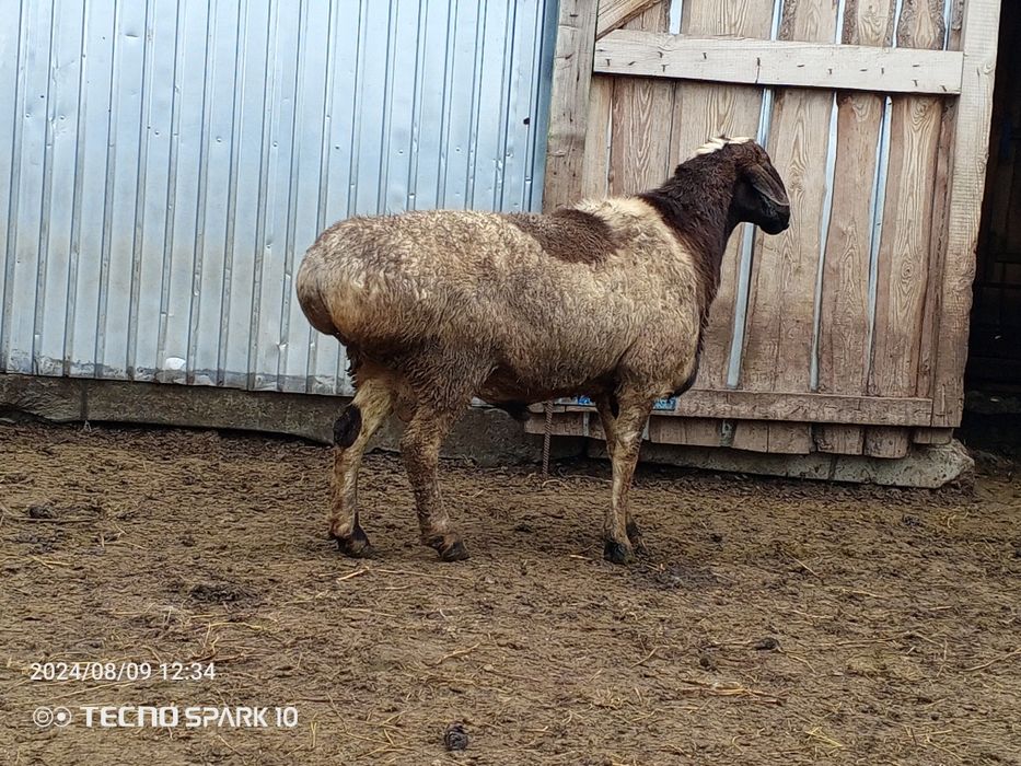 Продам киргизского барана