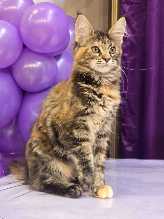 Котенца Мейн куун