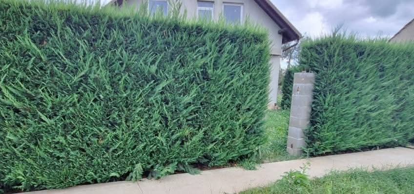 Leylandy cupressocyparis (tuia leylandii)