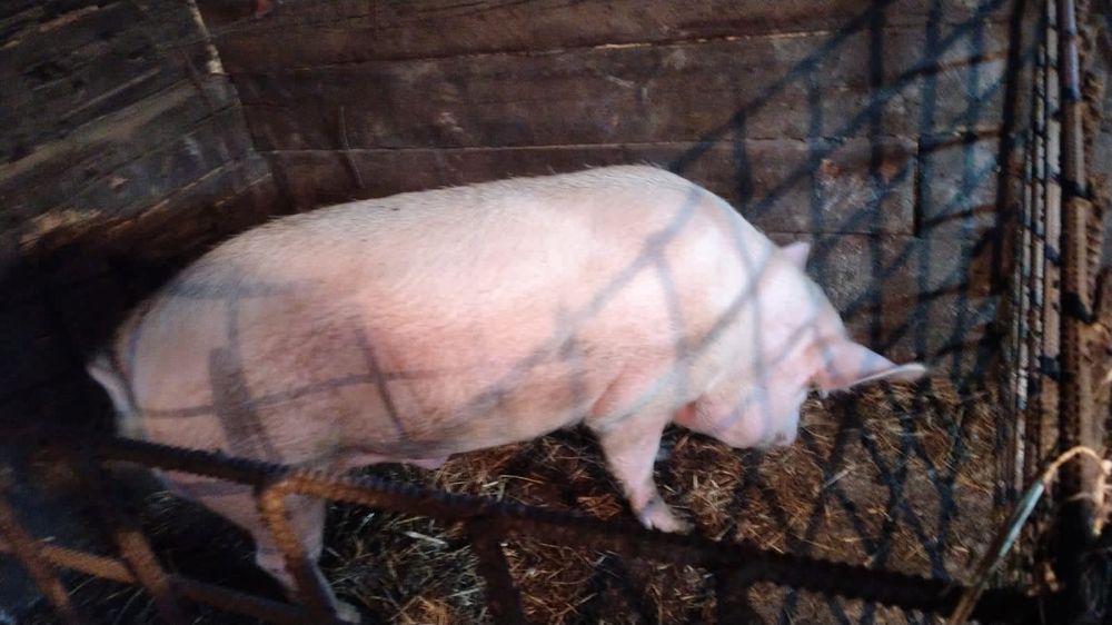 Продам хряка на племя
