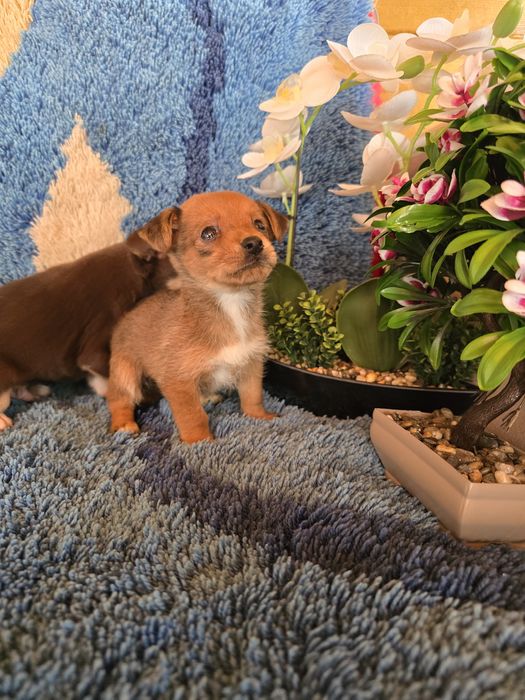 Мини чиху пинчери