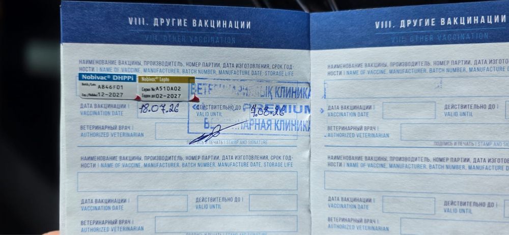 продаётся щенок