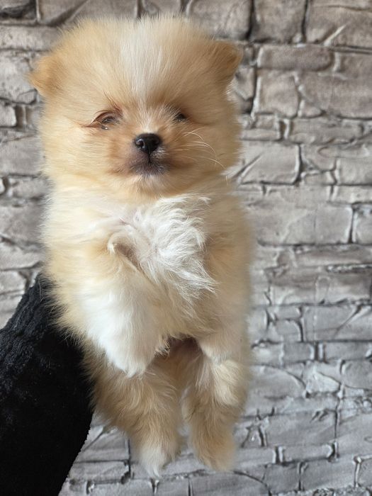 Померан Мини Момченца