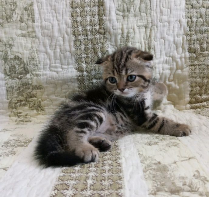 Симпатичный мальчик шотландский