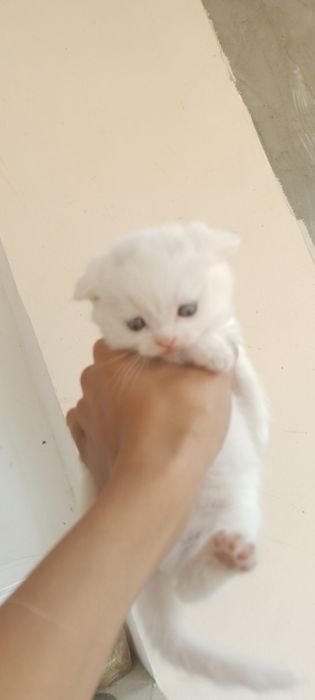 mikro bikini jinsiy aloqa