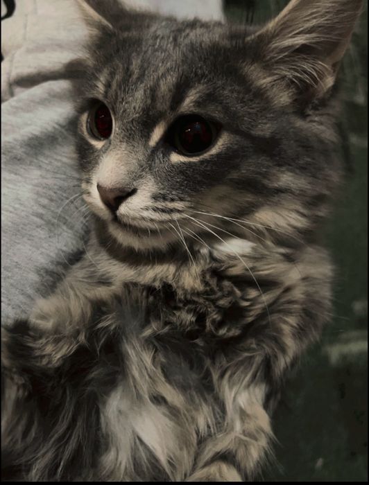 Кошка мальчик милый