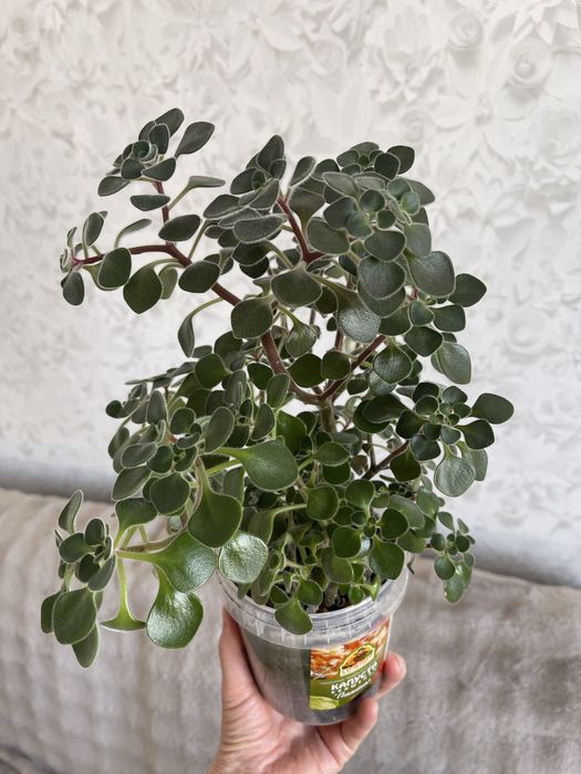 Комнатные цветы Толстянка Аихризон