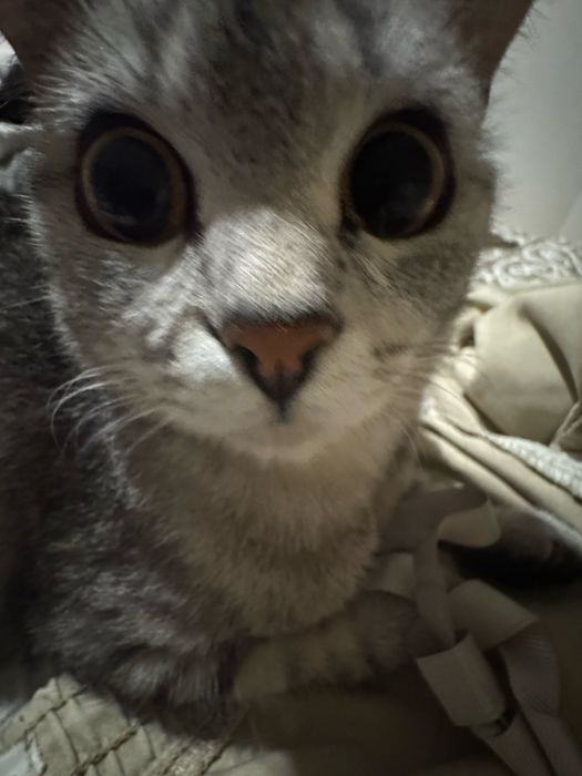 Кошка британская полосатая