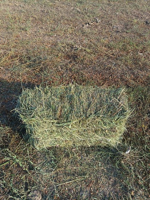 Разнотравье тюки 700 тенге