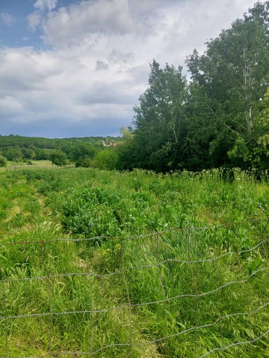 Curtișoara teren intravilan 1517 mp la stradă principală, preț excelent