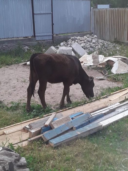 11.аилык.тана.сатылады