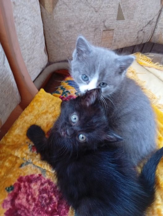 Отдам котят в добрые руки