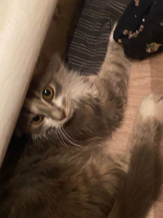 отдам котенка девочку