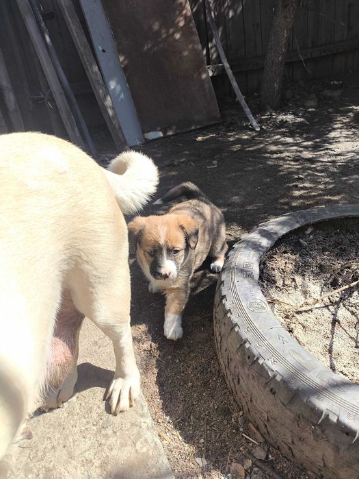 Отдам в добрые руки щенка