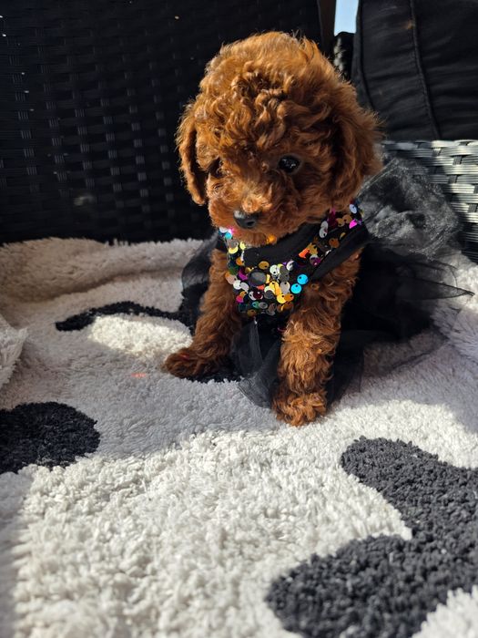 Запазени ! Пудел той момичета с документ за произход