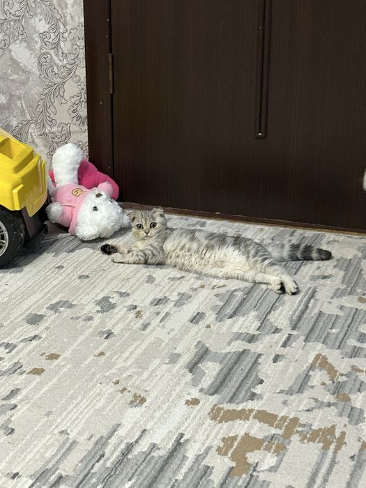 Срочно отдам в добрые руки