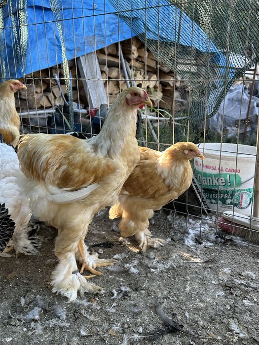 Cocosi brahma potarnichiu si lemon