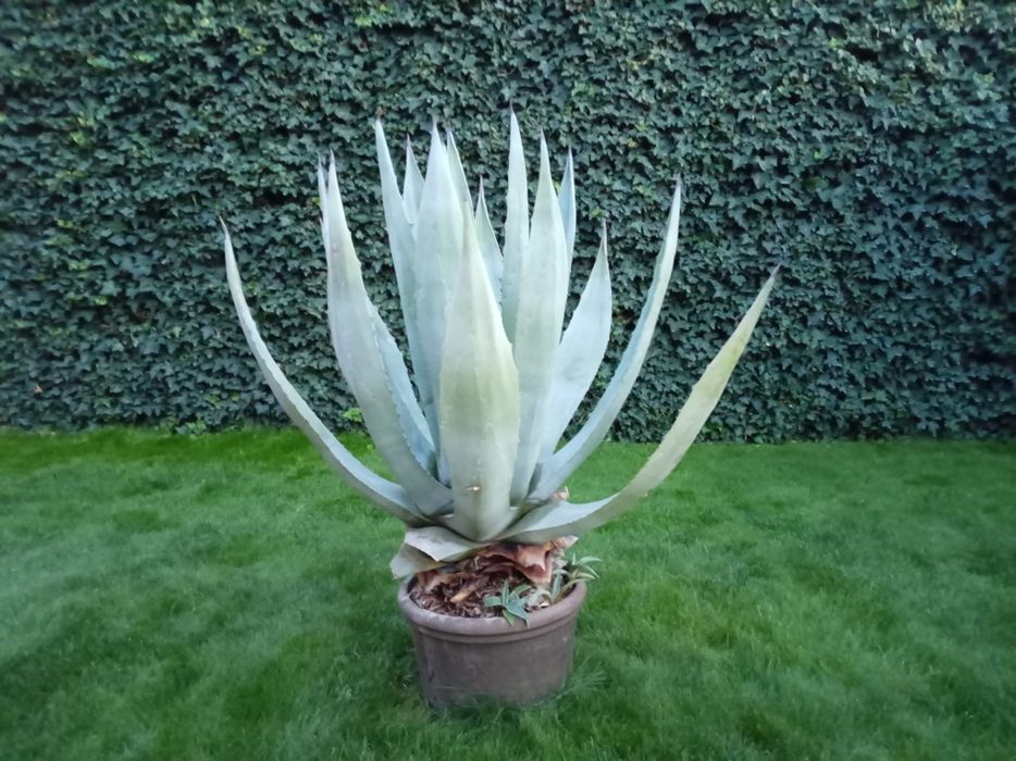 Vand Agave Americana