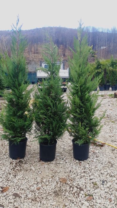 Vand leylandii de mai multe dimensiuni