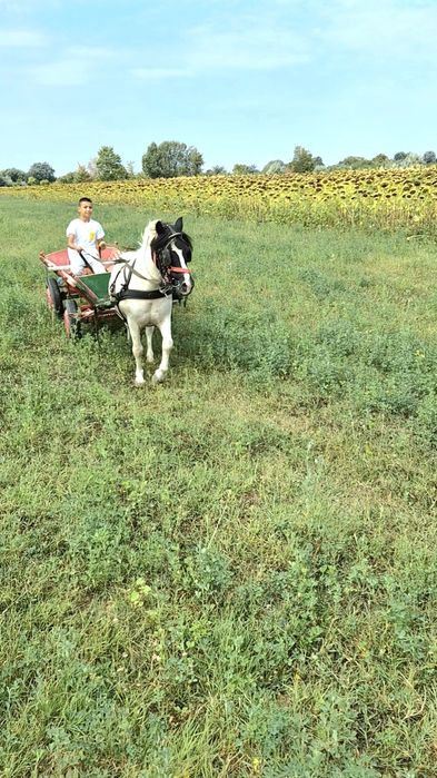 Ponei castrat , accept schimb cu animale