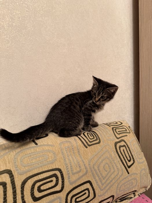 Милые, ласковые котята