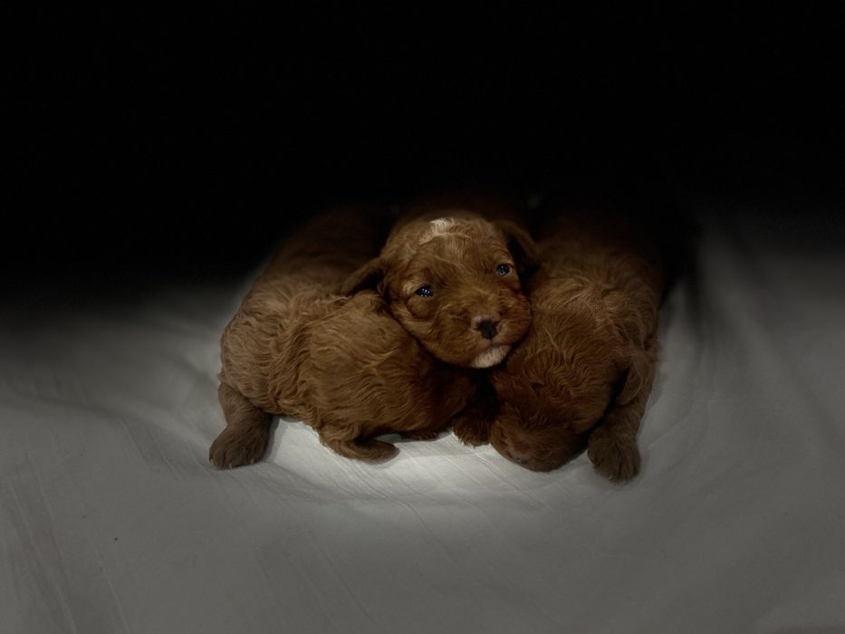 Мини Пудел Mini poodle