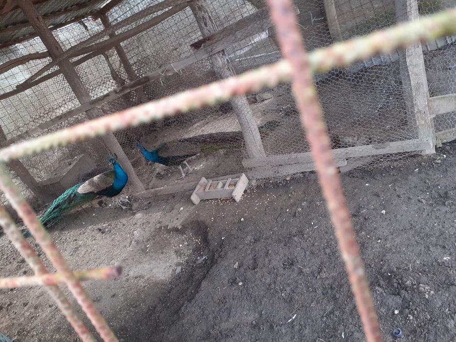 Vand paun matur 4 ani