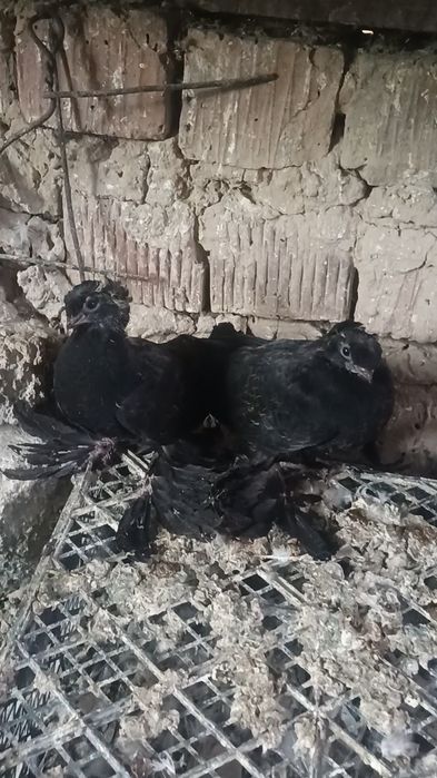 Голуби жуки пискуны
