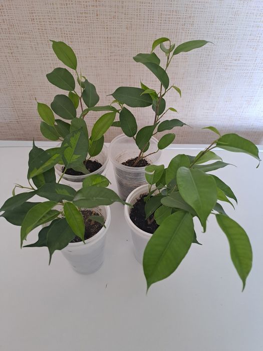 Продам комнатные растения