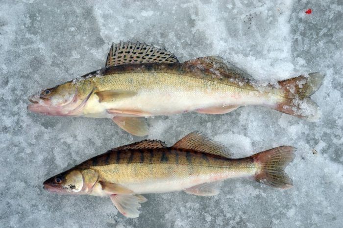 Свежий судак рыбец