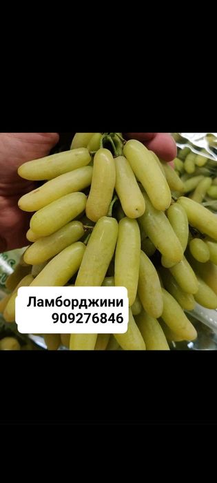 Продаются саженцы и черенки винограда аватар