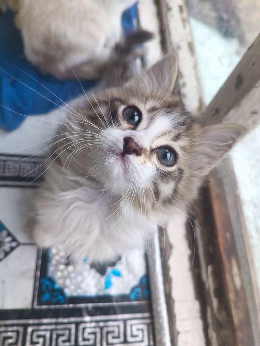 Маленькие котята метисы