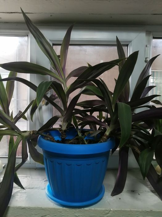 Продам цветы комнатные