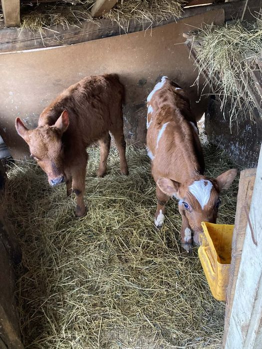 Продавам две мъжки месодайни  телета