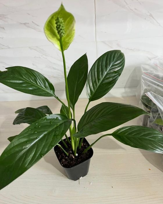 Комнатные растения