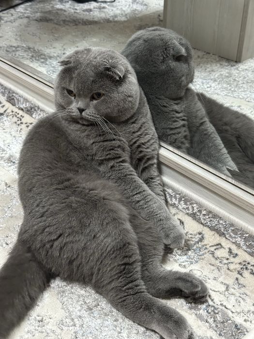 вязкага скотиш фолд тоза парода соглом