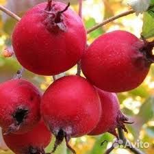 Продам гибрид боярышника с шиповником