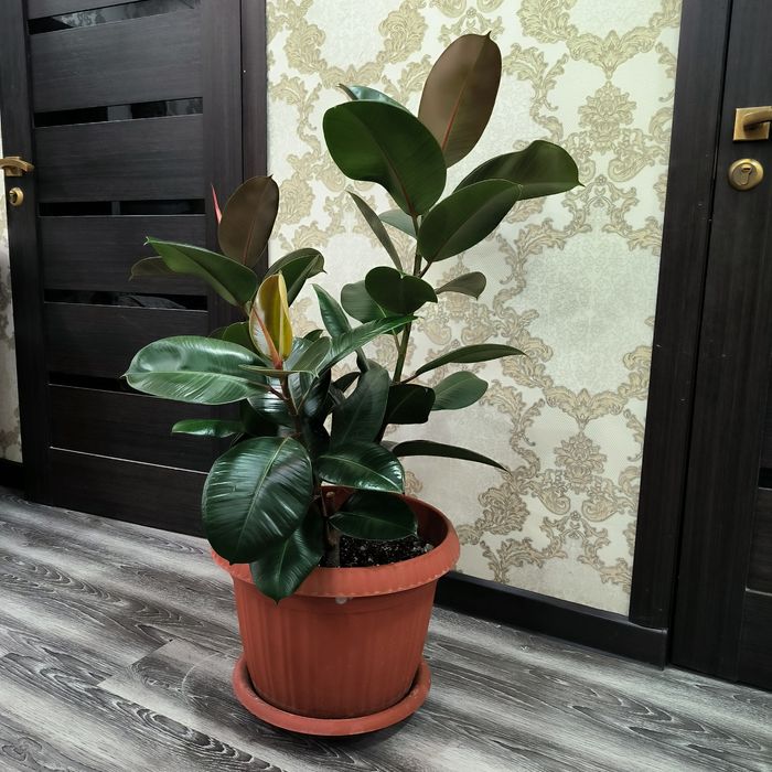 Фикус цветы длина 108см