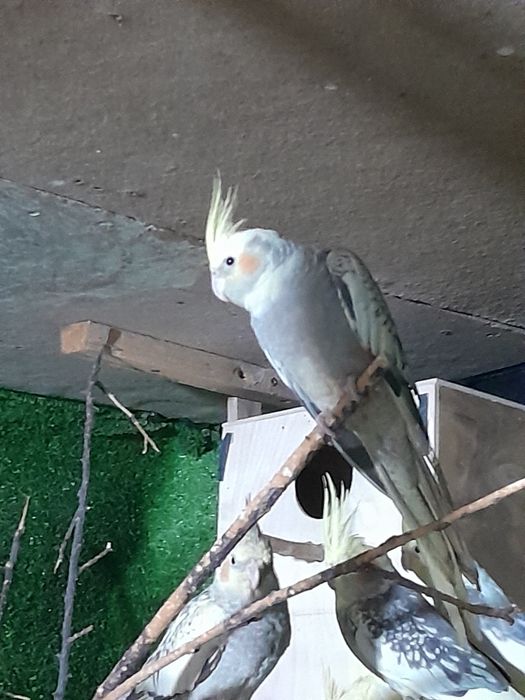 Karela sotiladi ozgina kami bor