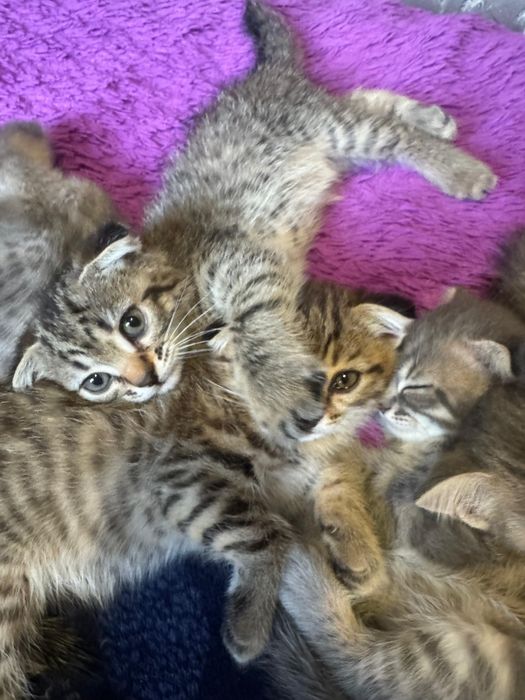 Кошки котята пародистые