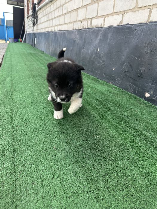 Щенок отдам в хорошие руки,