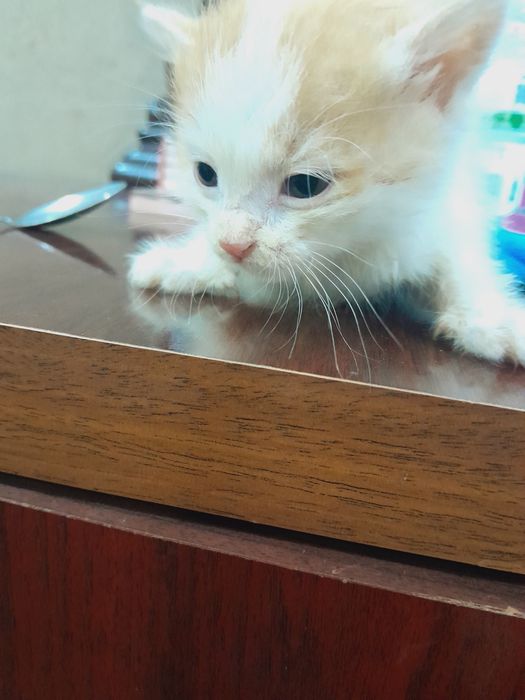 Pantiesdagi ayollar va ularsiz