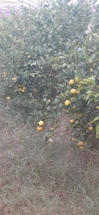 Шу 24 йилги Лимон бор узбекистонда, 10 т. атрофида