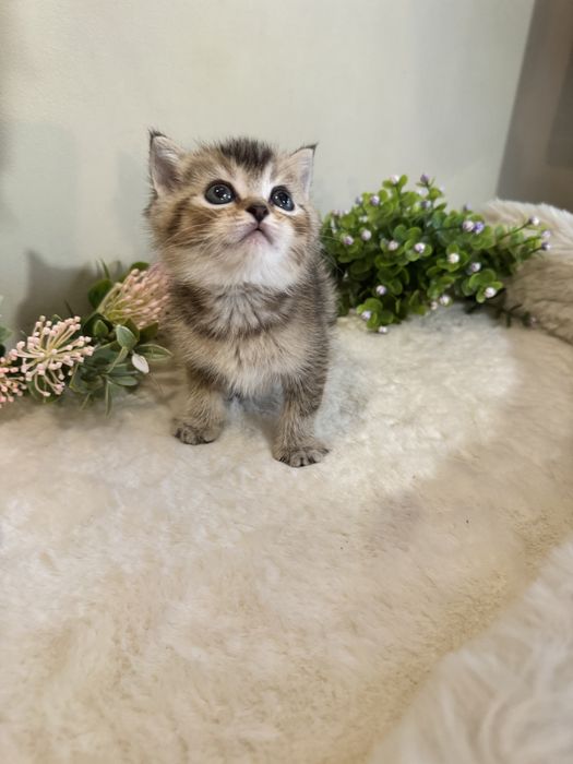 Британская шиншилла, красавчек продается.