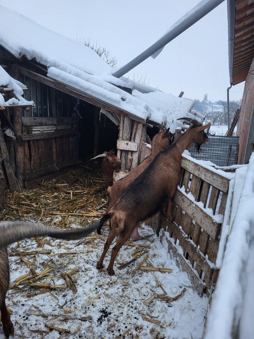 Țap  de vânzare cu genetică bună