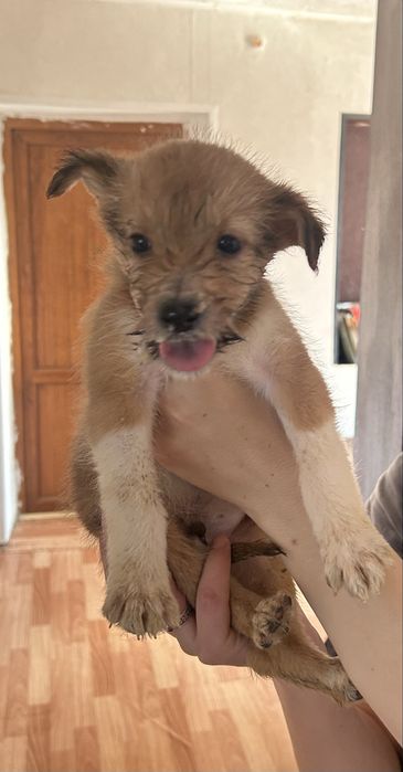 Отдам щенят в хорошие добрые руки